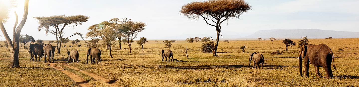 Africa Tours