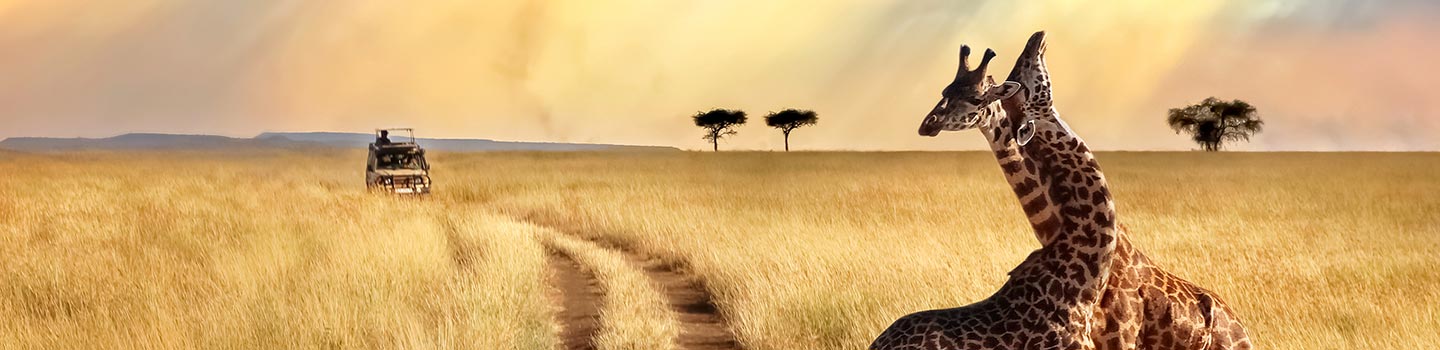 African Safari Tours